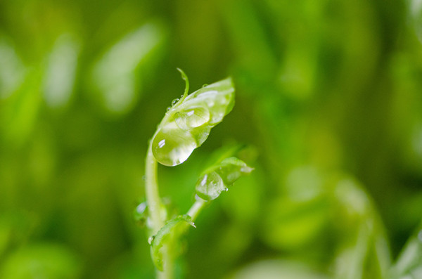 耐多药结核