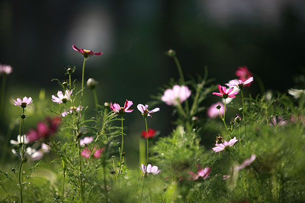 圣洁之花—格桑花在结核大院盛开